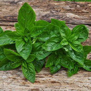 Dolce Fresca Ocimum Basilicum Basil Seeds, Herbal