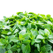 Dwarf Greek Basil Seeds, Herbal