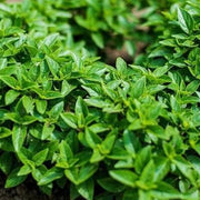 Dwarf Greek Ocimum Basilicum Basil Seeds, Herbal