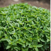 Dwarf Greek Ocimum Basilicum Basil Seeds, Herbal