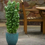 Everleaf Emerald Towers Basil Seeds, Herbal