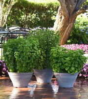 Everleaf Emerald Towers Basil Seeds, Herbal