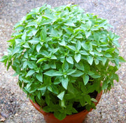 Fino Verde Basil Seeds, Herbal