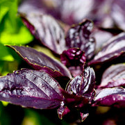 Purple Ruffles Basil Seeds, Herbal
