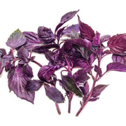 Purple Ruffles Basil Seeds, Herbal