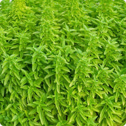 Fino Verde Basil Seeds, Herbal