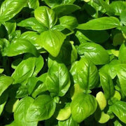 Genovese Ocimum Basilicum Basil Seeds, Herbal