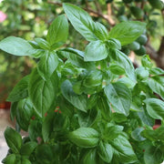 Genovese Ocimum Basilicum Basil Seeds, Herbal