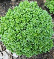 Greek Basil Seeds, Herbal