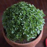 Greek Basil Seeds, Herbal