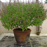 Holy Basil Sanctum Basil Seeds, Herbal