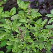 Holy Basil Sanctum Basil Seeds, Herbal