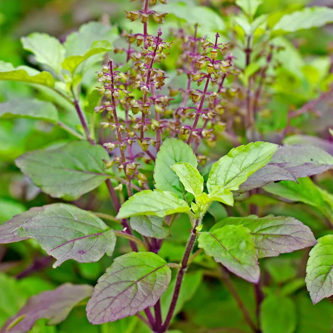 Holy Basil Ocimum Tenuiflorum Basil Seeds, Herbal