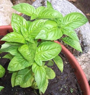 Italian Classic Ocimum Basilicum Basil Seeds, Herbal