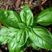 Italian Classic Ocimum Basilicum Basil Seeds, Herbal