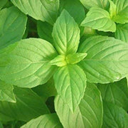 Lemon Basil Seeds, Herbal