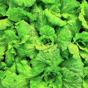 Lettuce Leaf Basil Seeds, Herbal