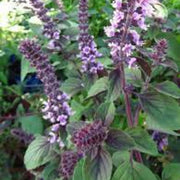 Licorice Ocimum Basilicum Basil Seeds, Herbal