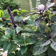 Long Bloom Basil Seeds, Herbal