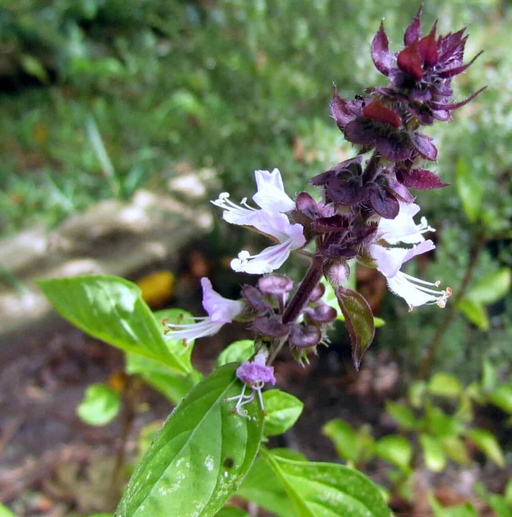 Long Bloom Basil Seeds, Herbal