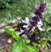 Long Bloom Basil Seeds, Herbal