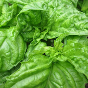 Mammoth Leaf Ocimum Basilicum Basil Seeds, Herbal