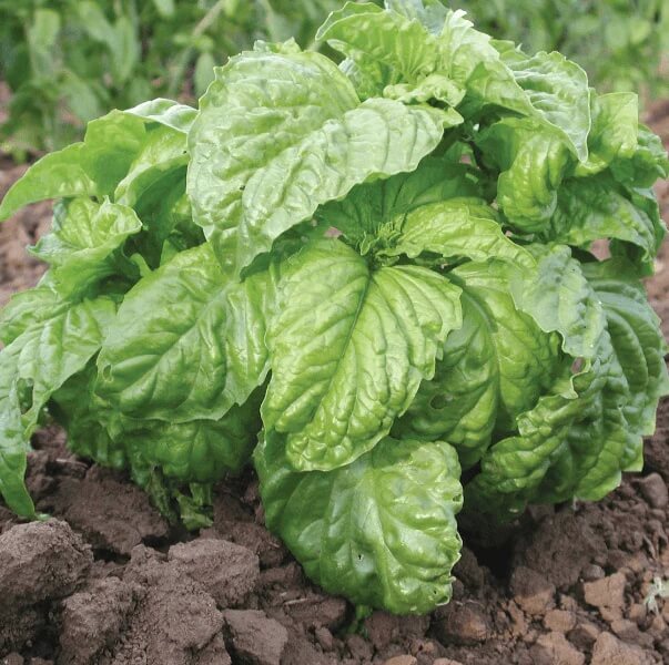 Mammoth Leaf Ocimum Basilicum Basil Seeds, Herbal