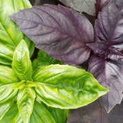 Mix Basil Seeds, Herbal