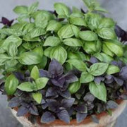 Mix Basil Seeds, Herbal