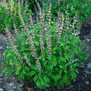 Mrihani Ocimum Basilicum Basil Seeds, Herbal