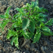 Mrihani Ocimum Basilicum Basil Seeds, Herbal