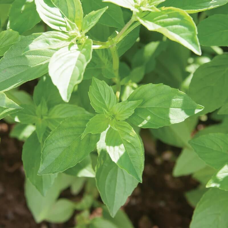 Mrs. Burns' Lemon Basil Seeds, Herbal