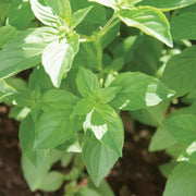 Mrs. Burns' Lemon Basil Seeds, Herbal