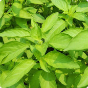 Mrs. Burns' Lemon Basil Seeds, Herbal