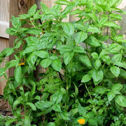 Nufar Ocimum Basilicum Organic Basil Seeds, Herbal