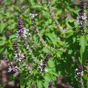 Ocimum Basilicum Basil Seeds, Herbal