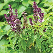 Ocimum Basilicum Basil Seeds, Herbal