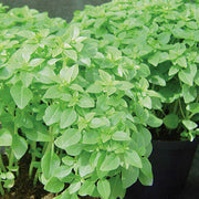 Piccolino Basil Seeds, Herbal