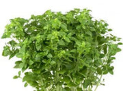 Piccolino Basil Seeds, Herbal