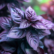 Dark Opal Basil Seeds, Herbal