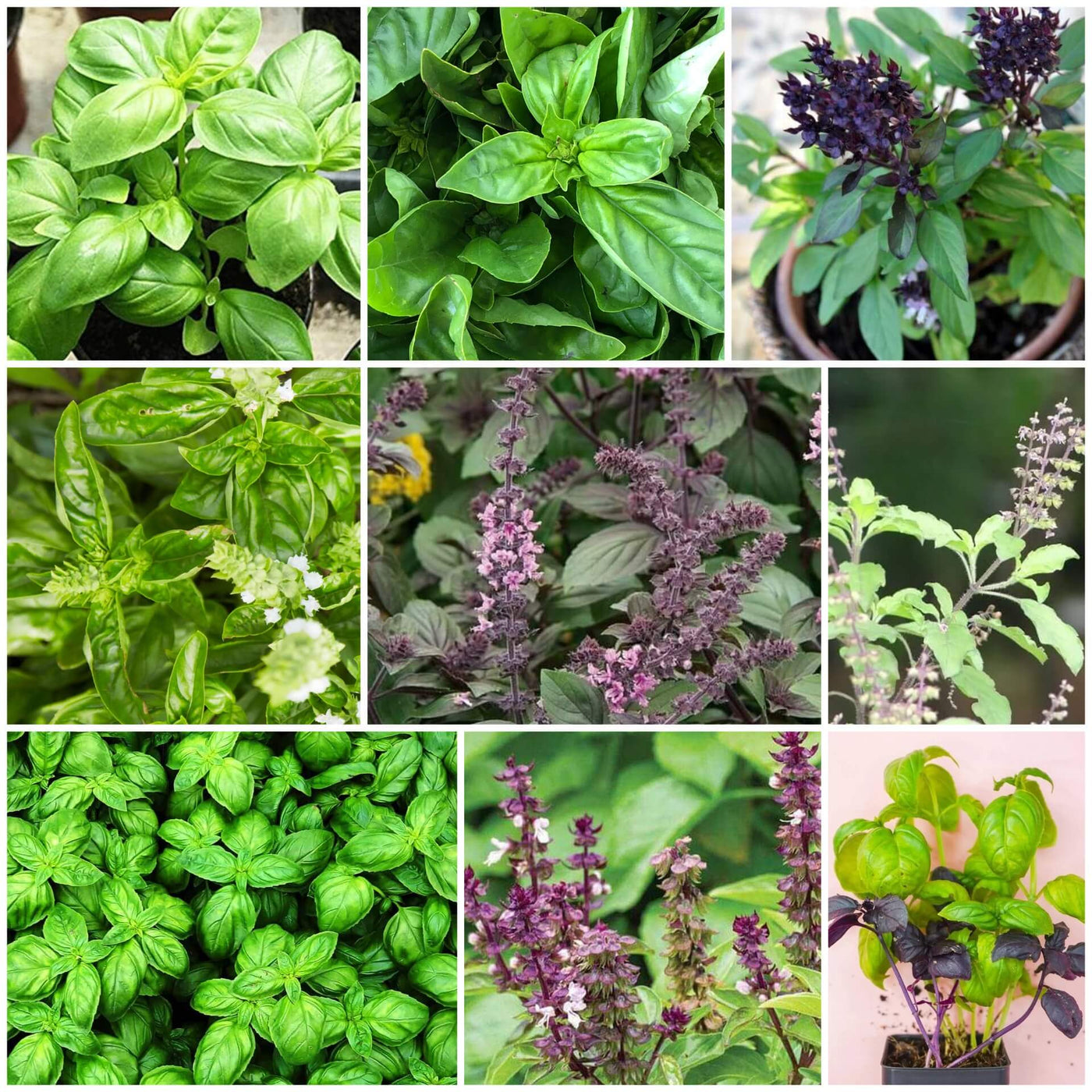 Basil Seeds - All In One For Home Gardens