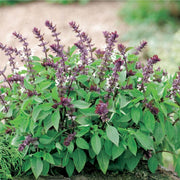 Basil Seeds - All In One For Home Gardens
