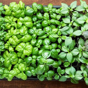 Basil Seeds - All In One For Home Gardens