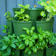 Basil Seeds - All In One For Home Gardens