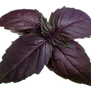 Purple Basil Seeds - Herbal Seeds