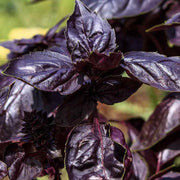 Purple Basil Seeds - Herbal Seeds