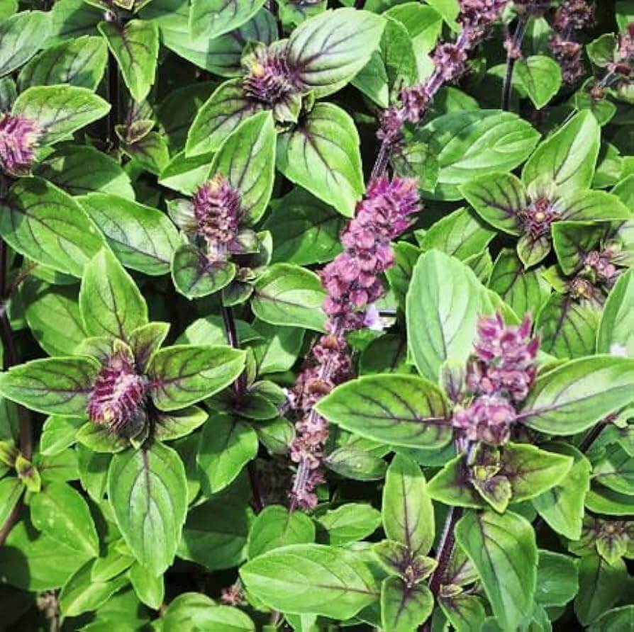 Anise Persian Basil Seeds, Herbal