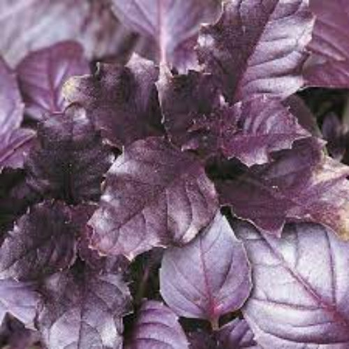 Aromatic Basil Seeds, Herbal