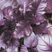 Aromatic Basil Seeds, Herbal