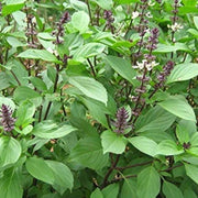 Aromatic Seeds, Bonsai Basil Seeds, Herbal
